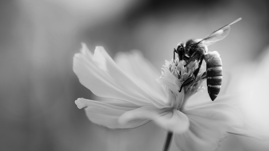 DENSILOX® bioceramics are biocompatible.