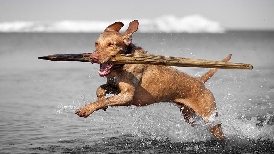 A dog joyfully runs through shallow water carrying a large stick, symbolizing the impact of metal-free orthopedic solutions on active canine lifestyles.