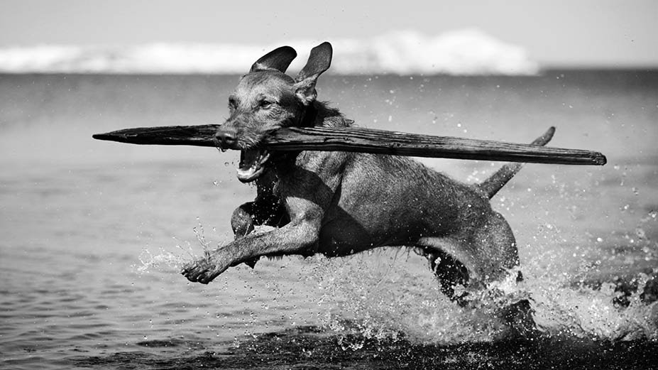 VERILOX® - Modern advanced ceramic materials for veterinary THA.